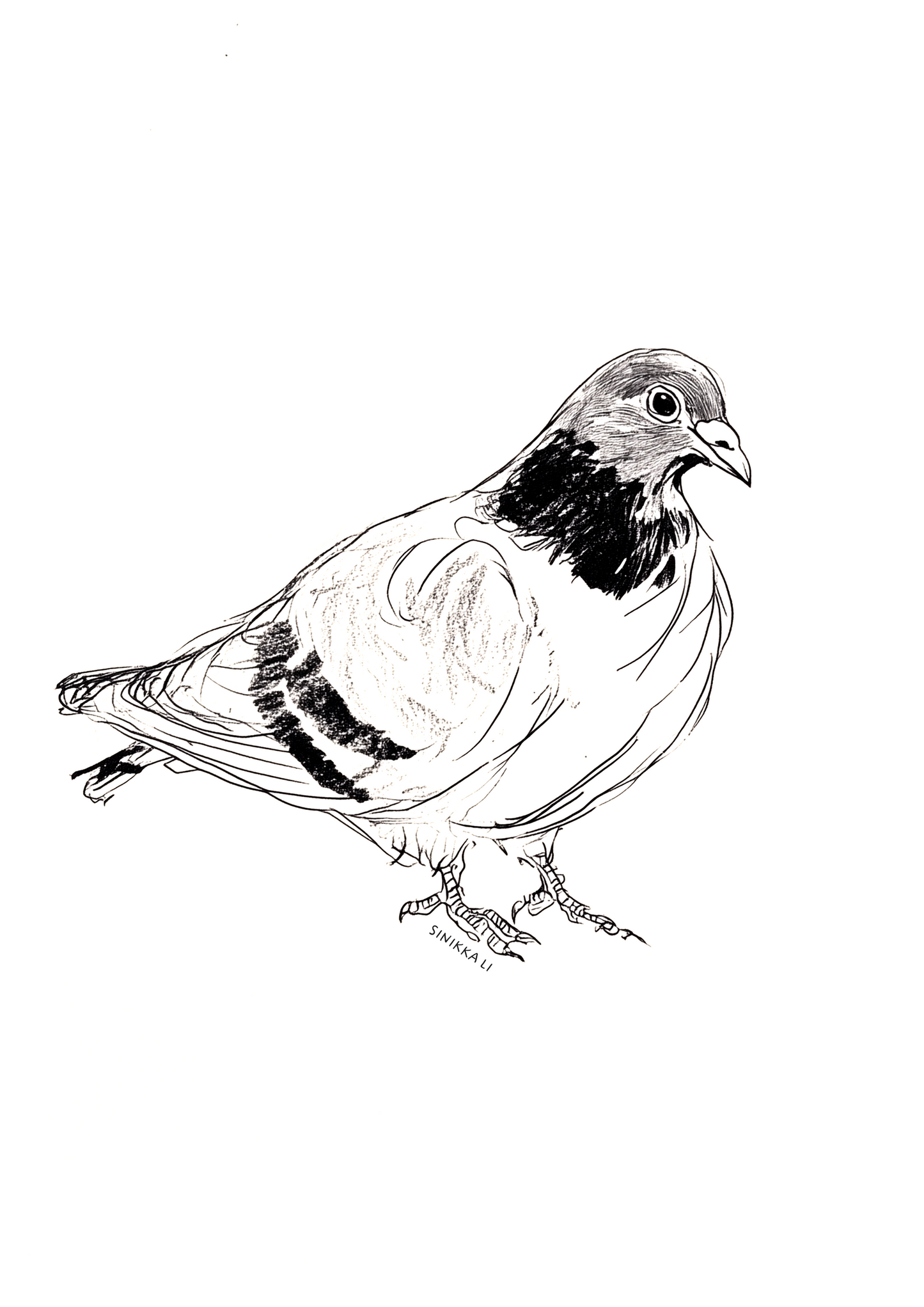 Pigeon Art Print 06