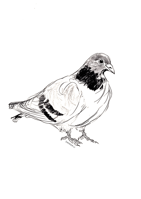 Pigeon Art Print 06
